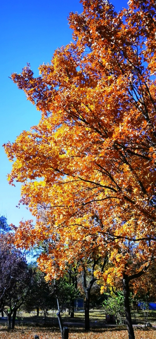 世纪公园——秋色