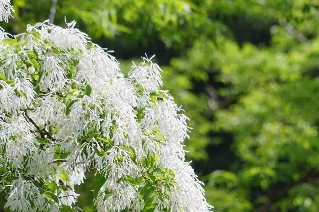 花2.jpg