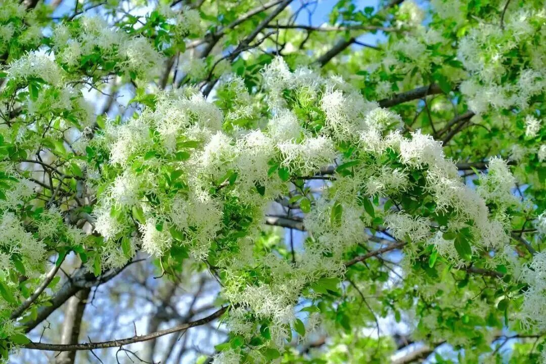 花3.jpg