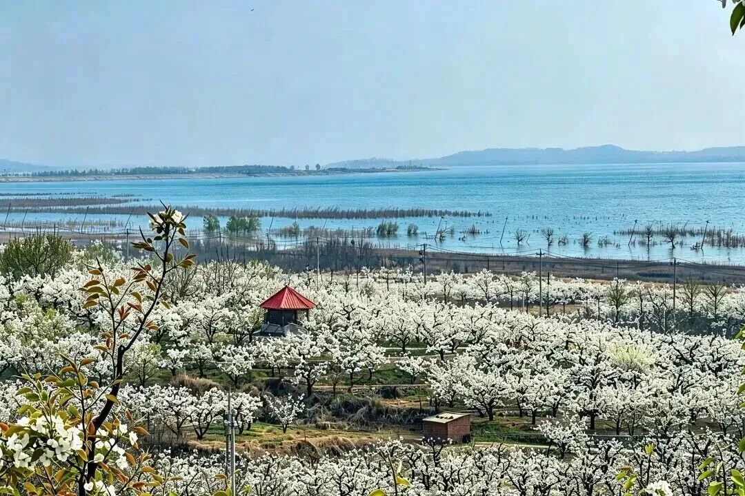 花21.jpg