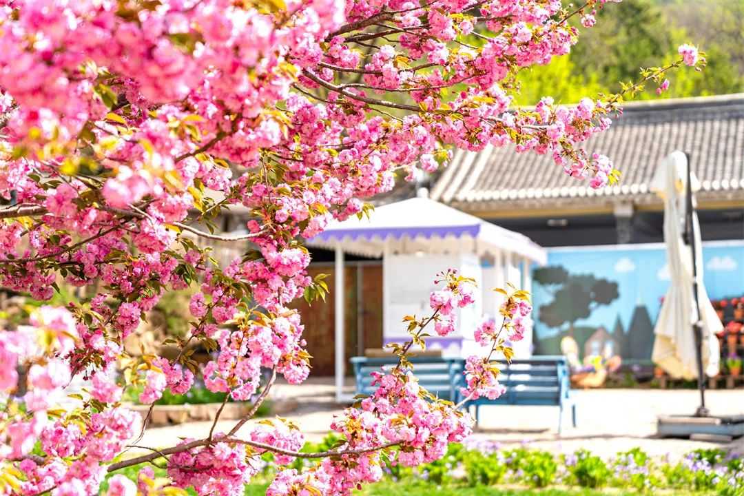 BOB·半岛网页版三大特色旅游线路和惠民活动精彩发布！ 怀先烈、赏春花、养身心清(图5)