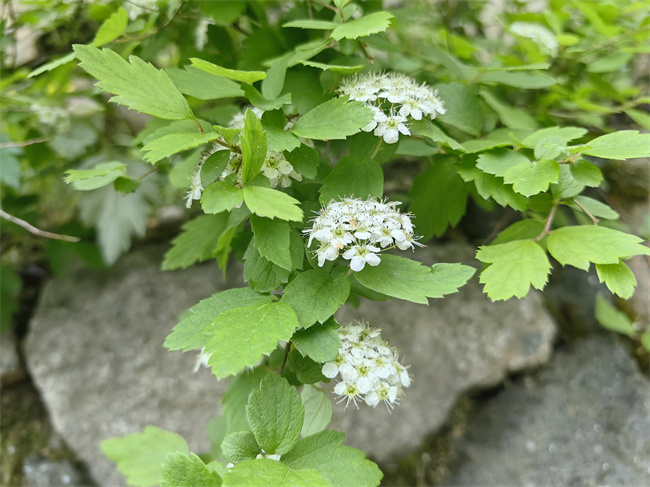 夏日山花