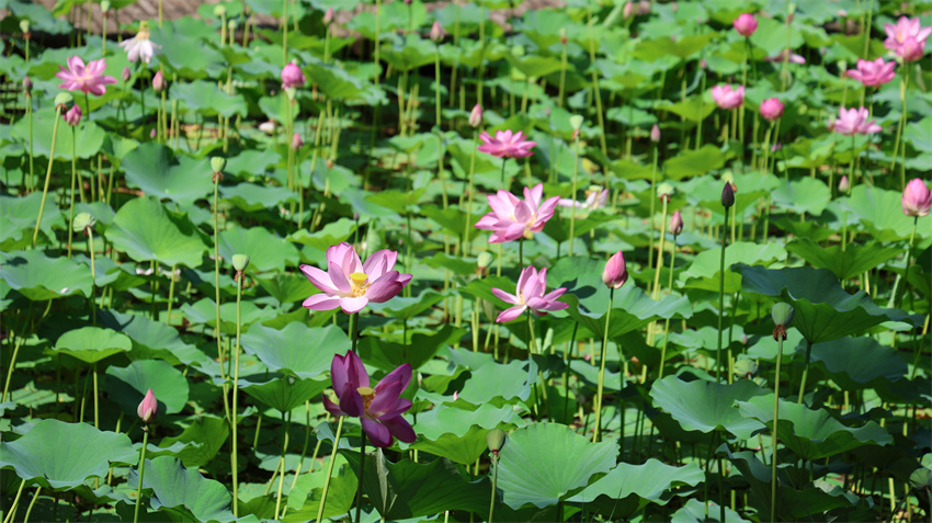 荷花池