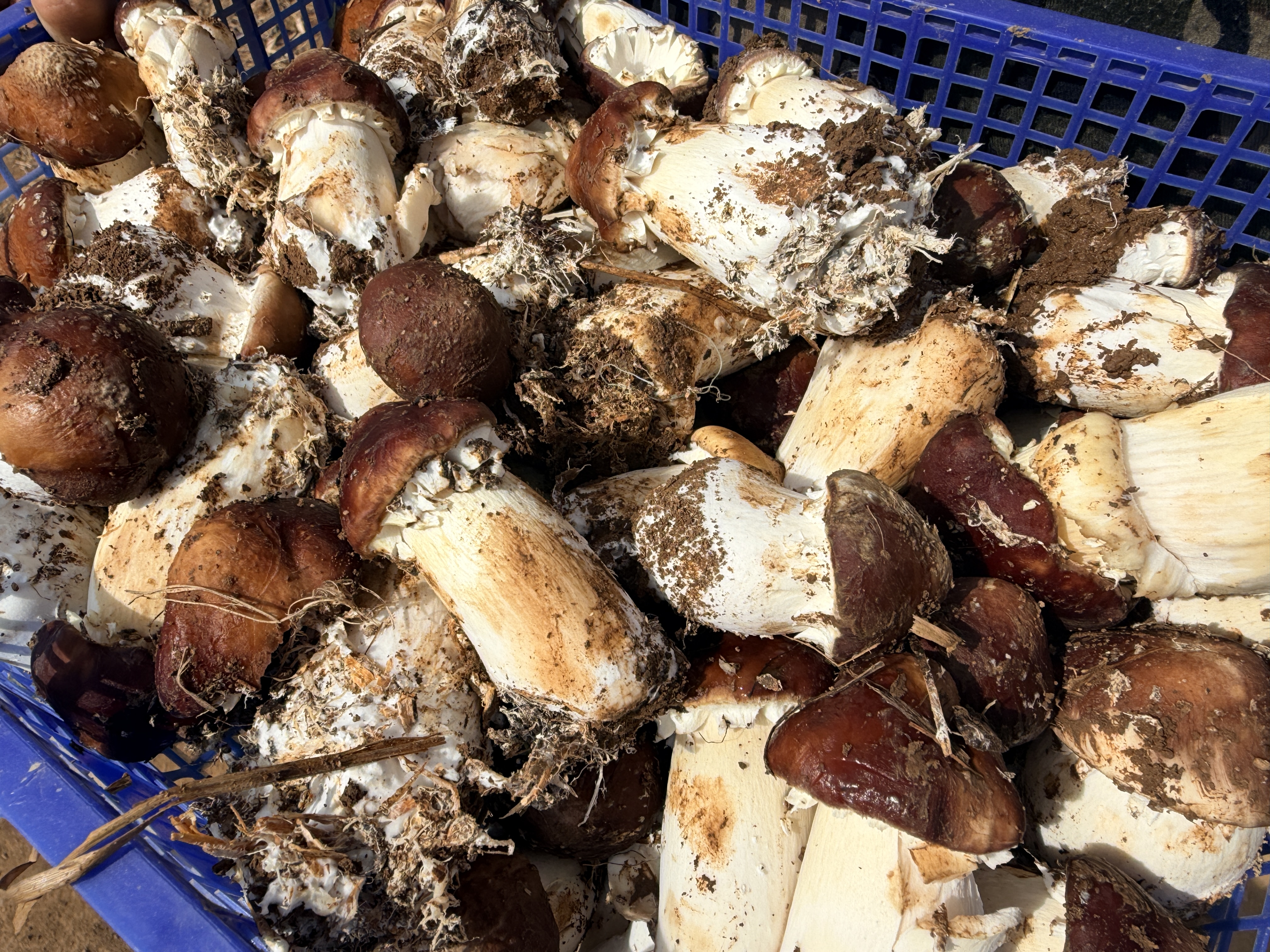 种植2.png