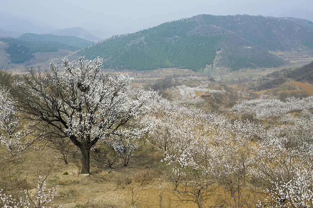 美图美景：南达峪村杏花
