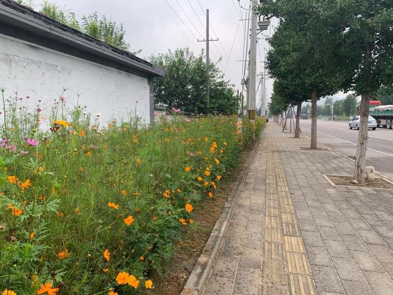 美图美景：路边野花