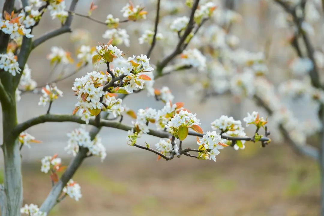 山中野花