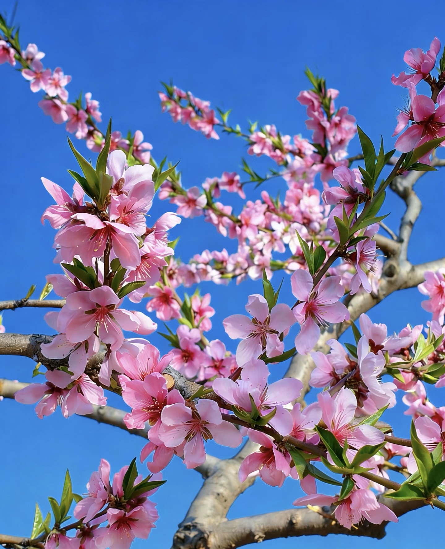 桃花灼灼