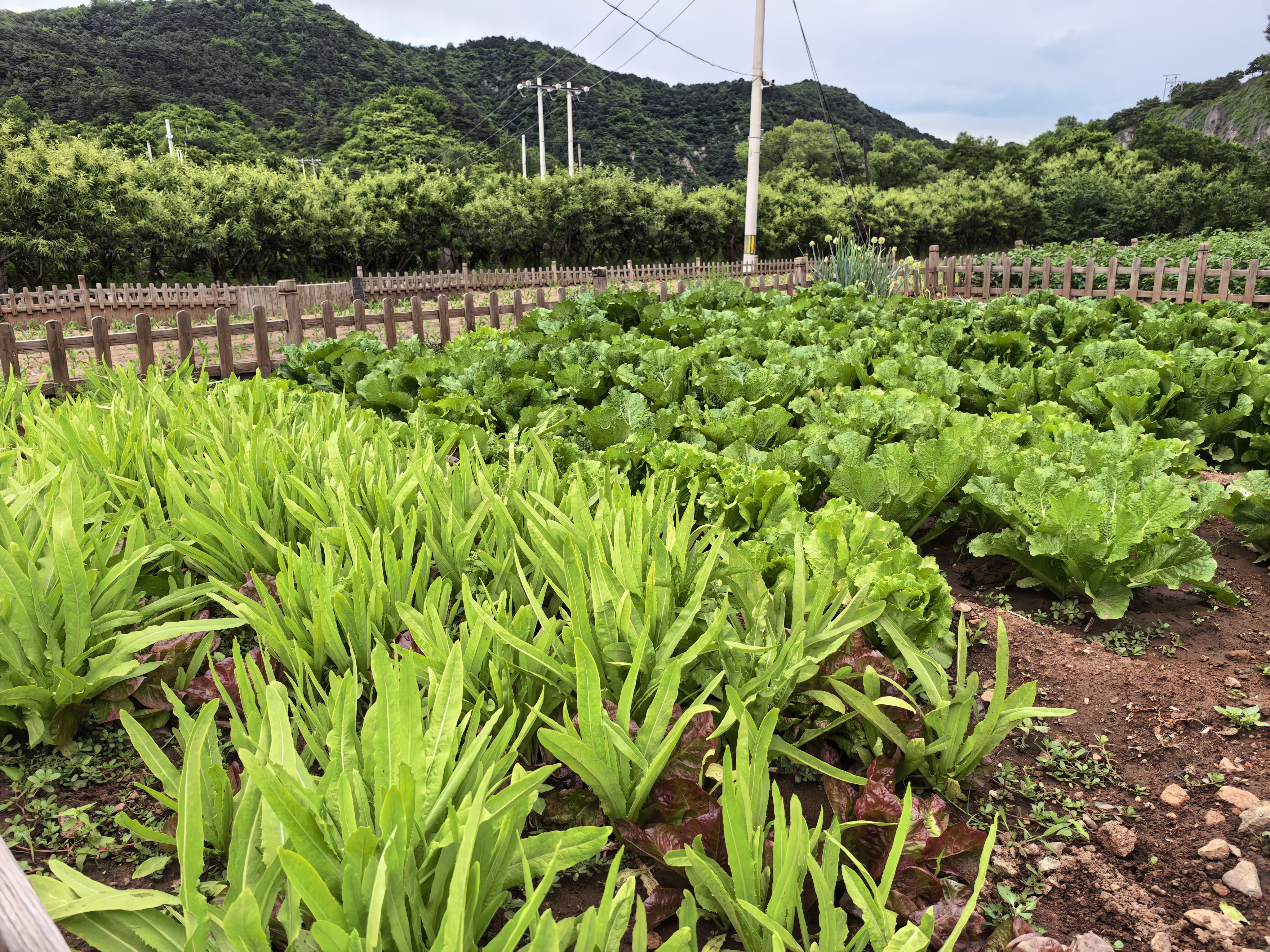 朱家裕村共享农场