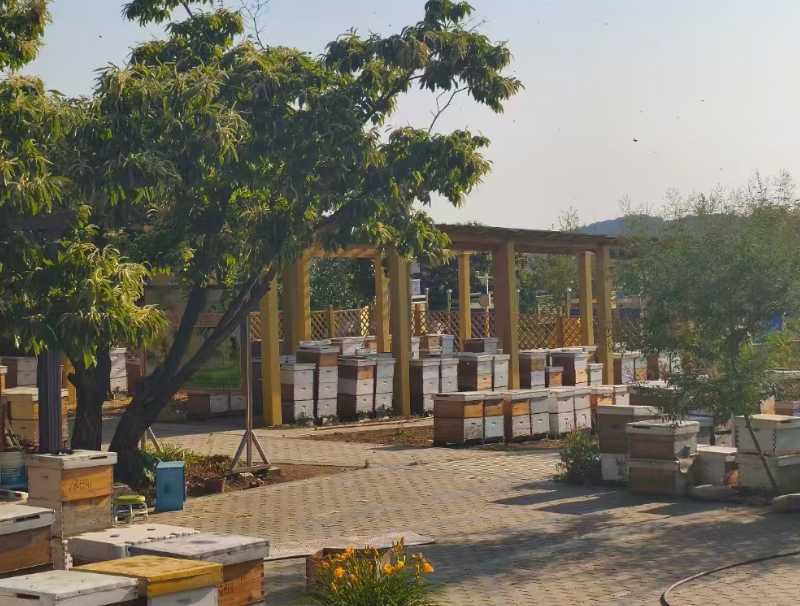 奥金达养蜂基地