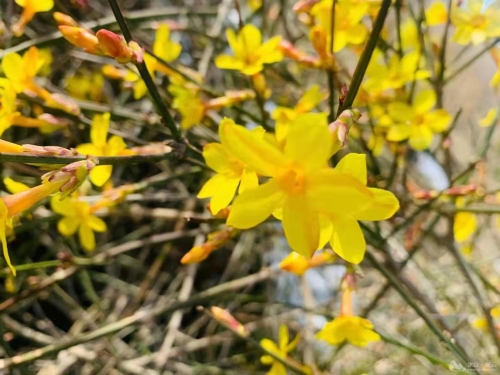 春暖花开