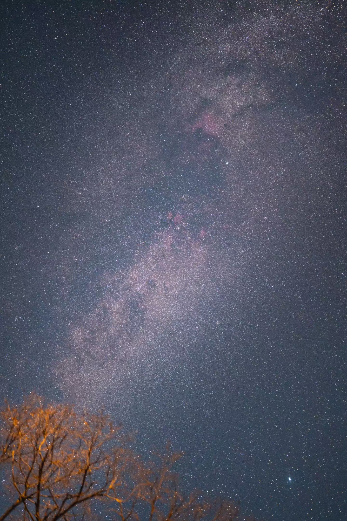 枝揽星河