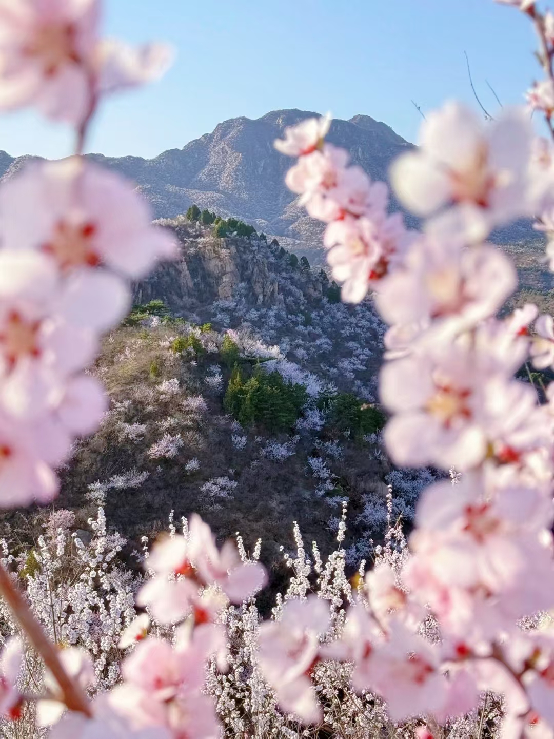 太师屯春色
