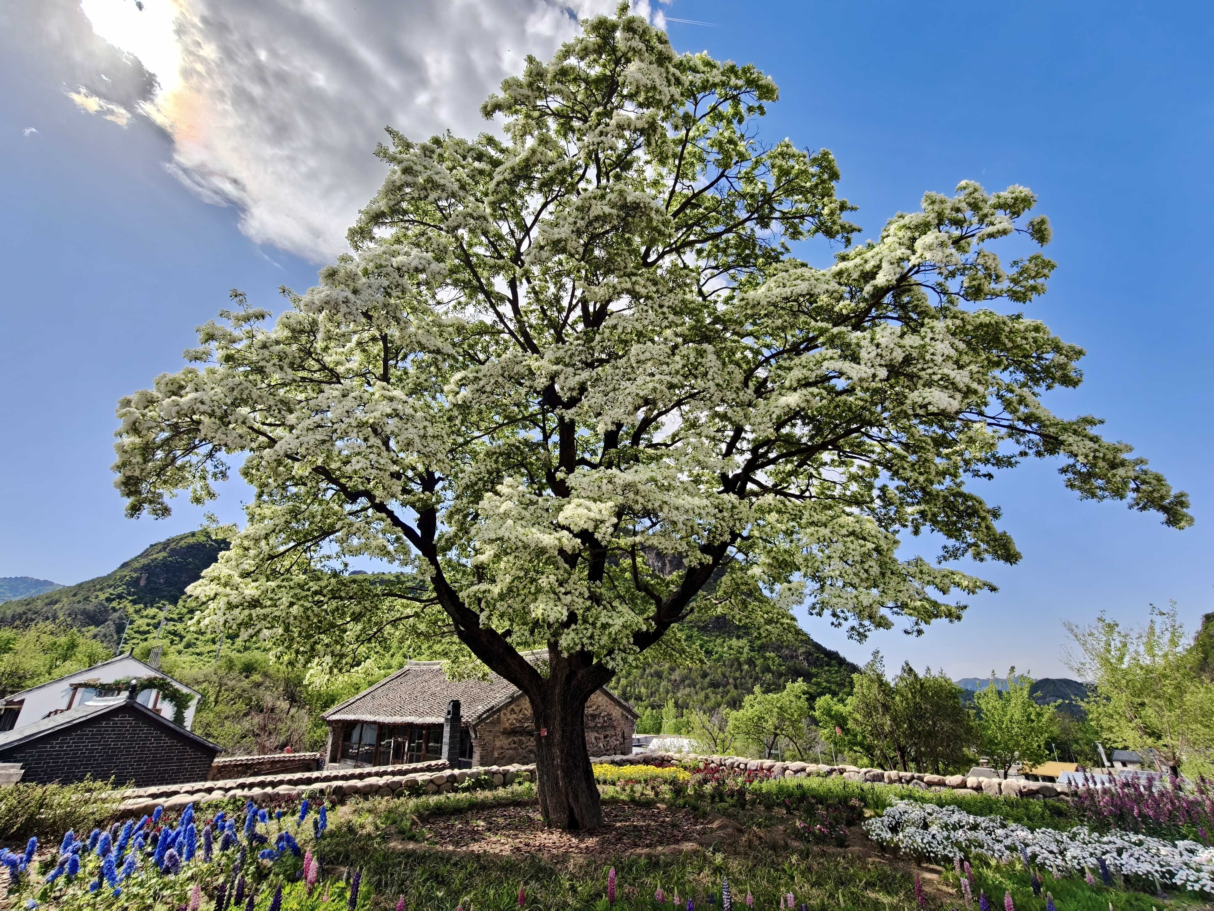 新城子镇苏家峪村古流苏树