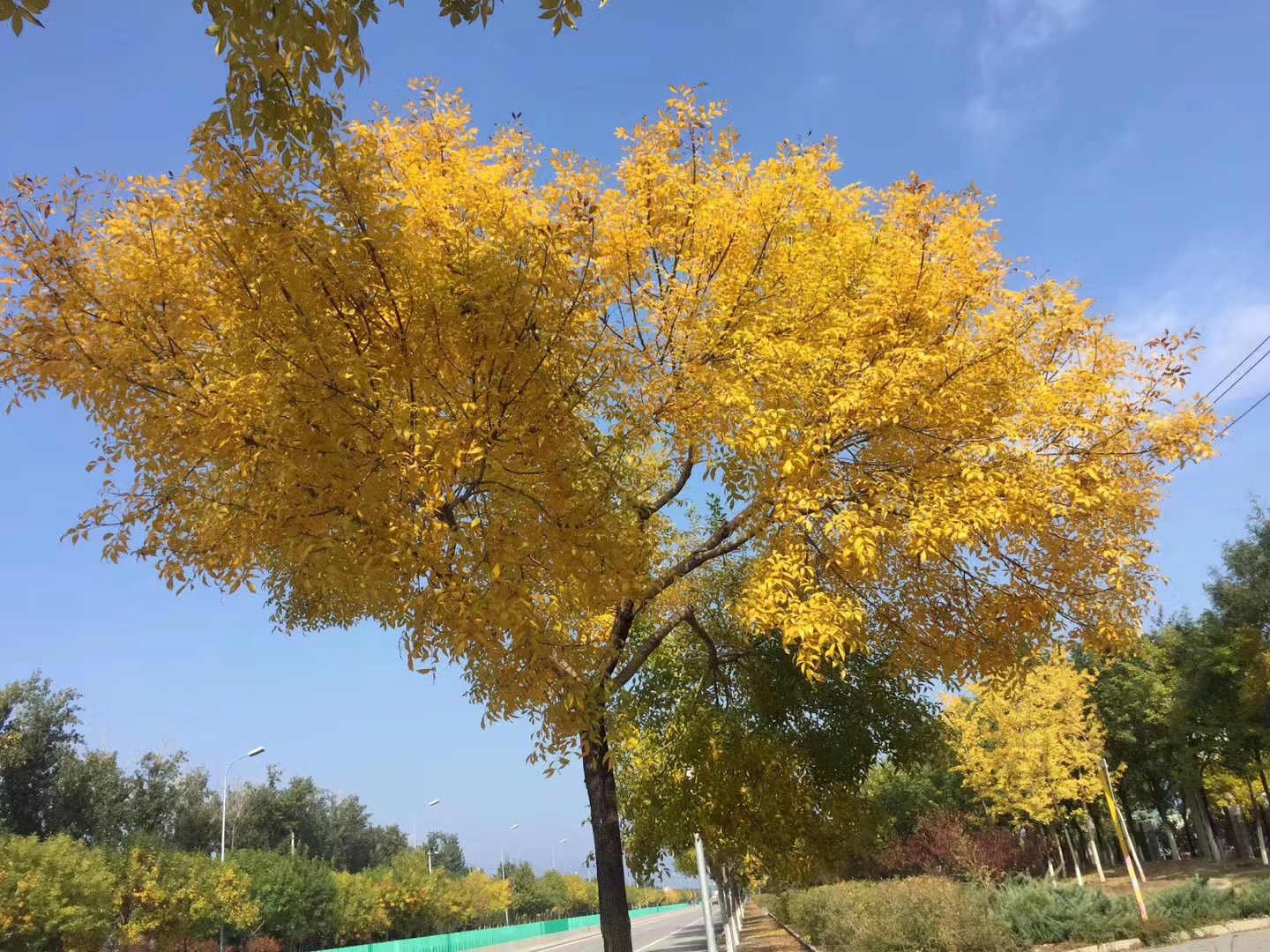 秋风瑟瑟