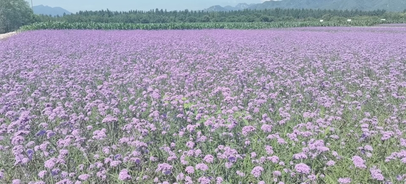 林下花海