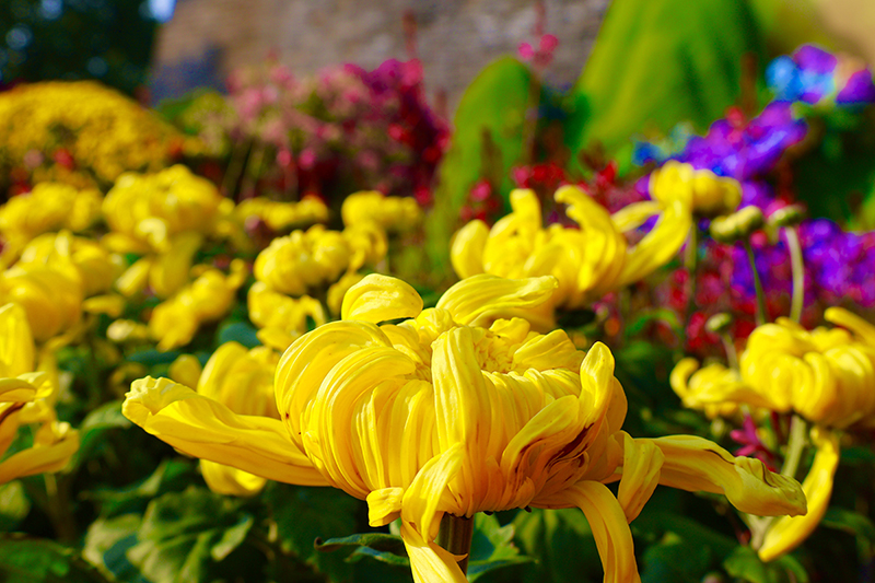 菊花.jpg