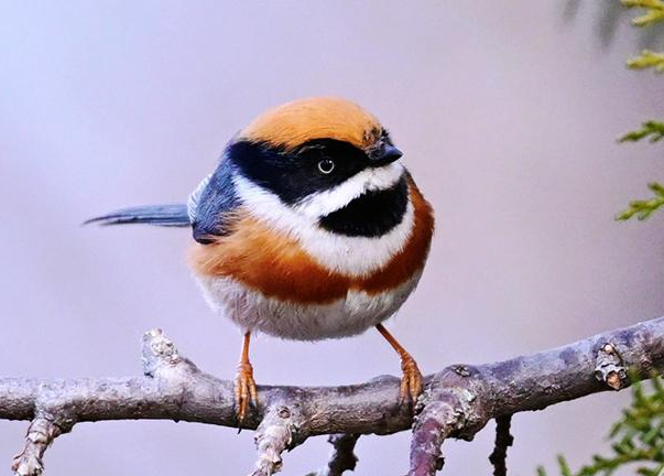 密云区新首现红头长尾山雀