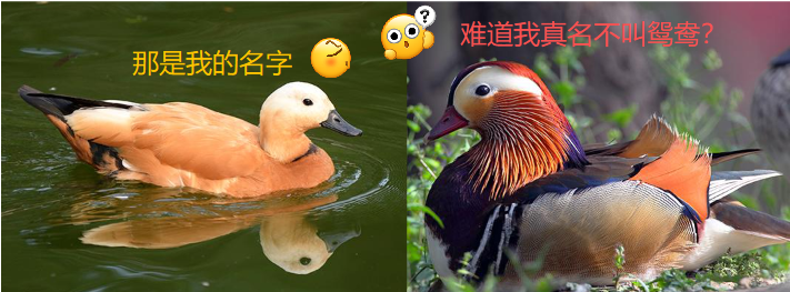 鸳鸯和鸂鶒有什么区别.png