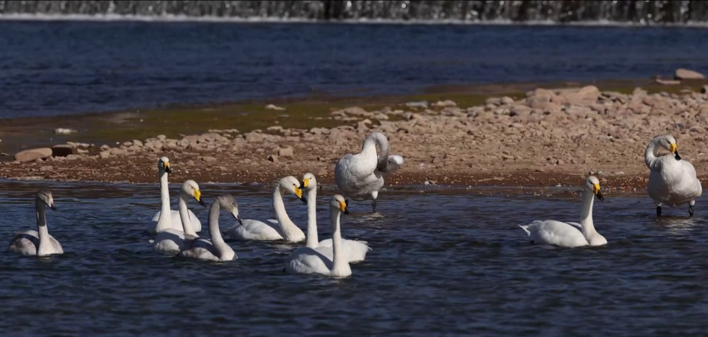 三种珍稀天鹅首次同框