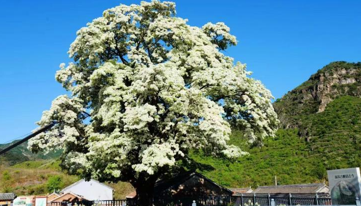 密云区古树名木名录