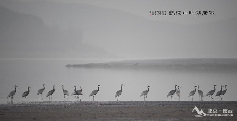 不老湖边白枕鹤