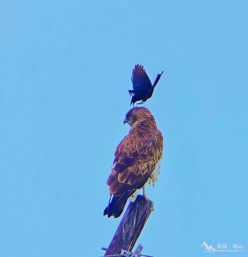 骚扰