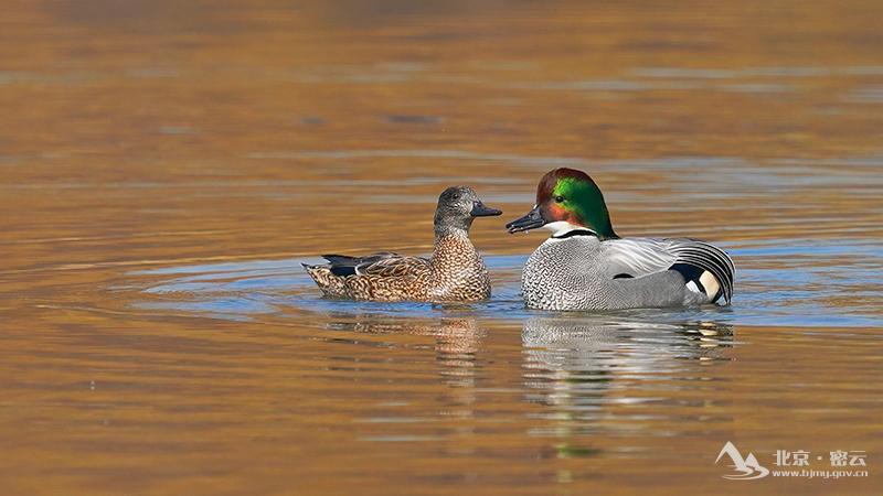 罗纹鸭（雌鸟、雄鸟）