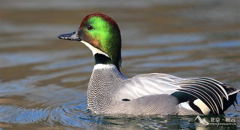 罗纹鸭（雄鸟）