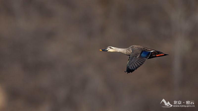 斑嘴鸭+宋会强 -800.jpg