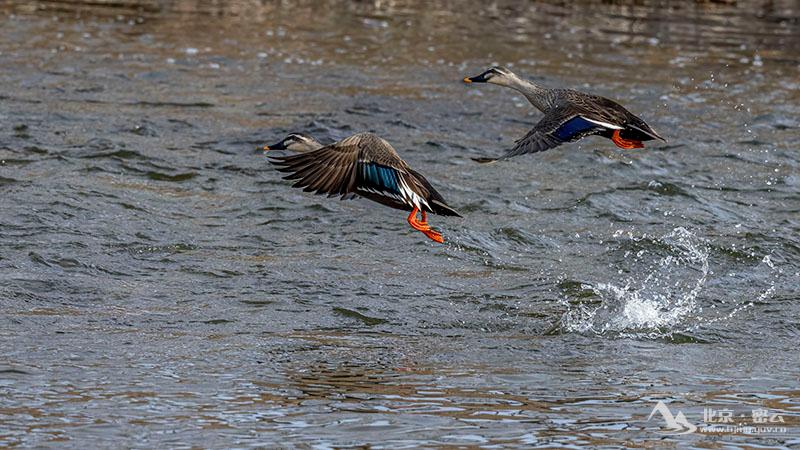 斑嘴鸭-宋会强 -800.jpg