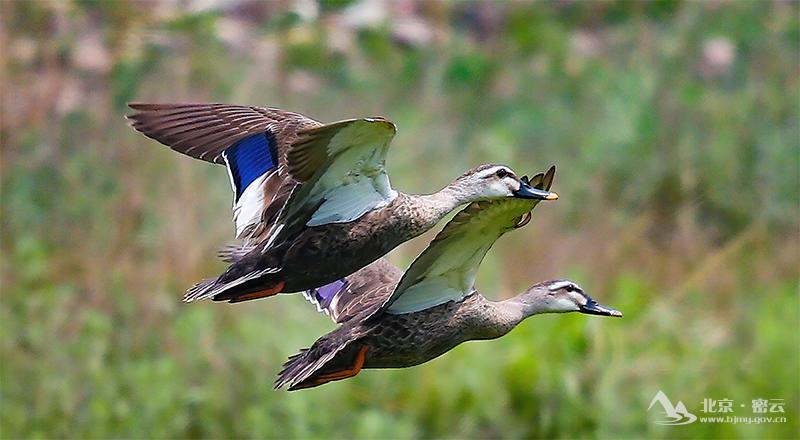 斑嘴鸭+张德怀 -800.jpg