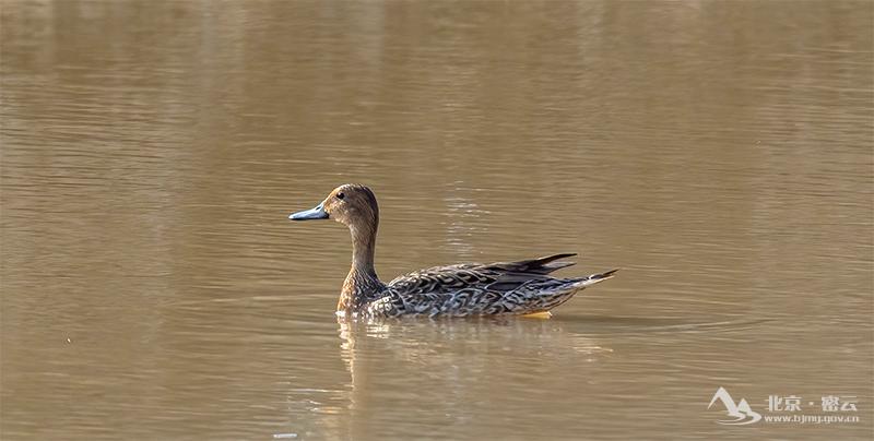 针尾鸭(雌鸟)-宋会强 (28).jpg