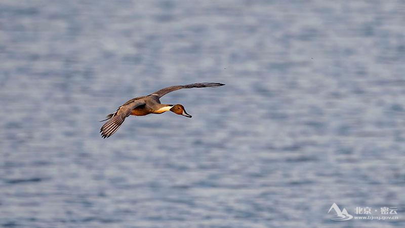 针尾鸭-宋会强 (8).jpg