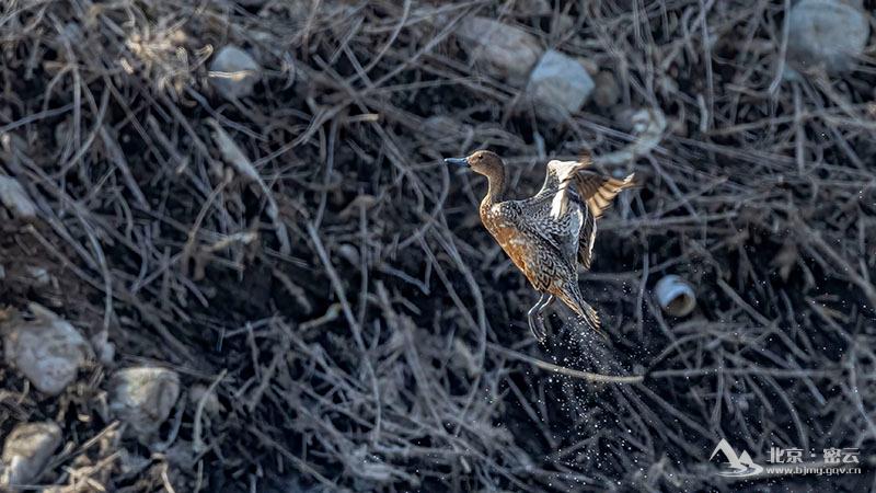 针尾鸭-宋会强 (29).jpg