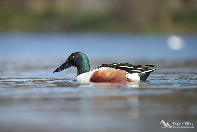 琵嘴鸭(雄鸟)+宋会强.jpg