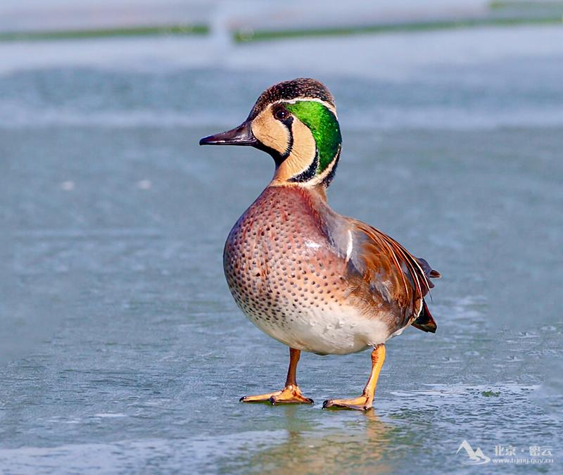 花脸鸭+宋会强 (3)-800.jpg