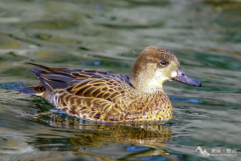 花脸鸭+宋会强 (4)-800.jpg