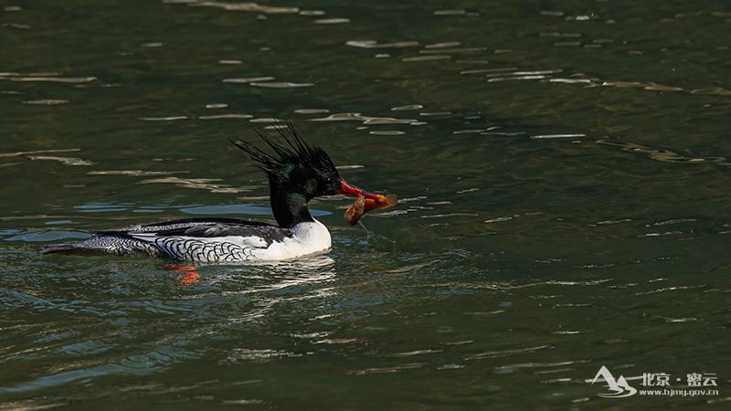 中华秋沙鸭(雄鸟)+宋会强2f6c8d94b43f53e80be4884f4b01fc9.jpg