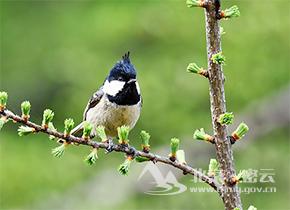 11月最佳观鸟点