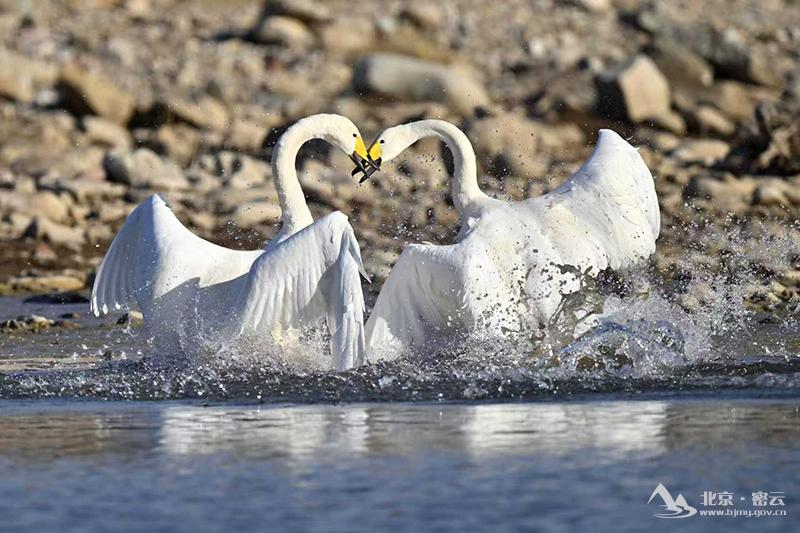 12月最佳观鸟点