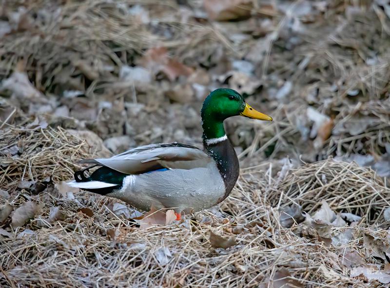 绿头鸭(雄鸟)+张德怀+不老屯C28T7212.jpg