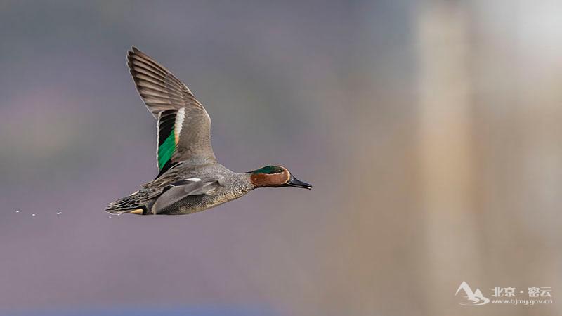 绿翅鸭(雄鸟)+宋会强 (17).jpg