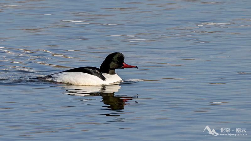 普通秋沙鸭(雄鸟)-宋会强 (14).jpg