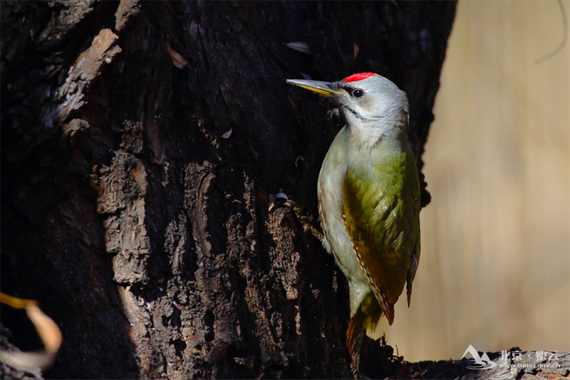 灰头绿啄木鸟宋会强 (2).png