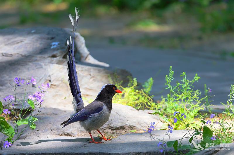 红嘴蓝鹊----宋会强e20b7a0d3ddb75ef43d67ad30427fc3.jpg