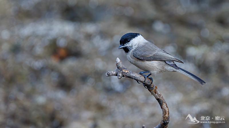 沼泽山雀-宋会强 (15).jpg