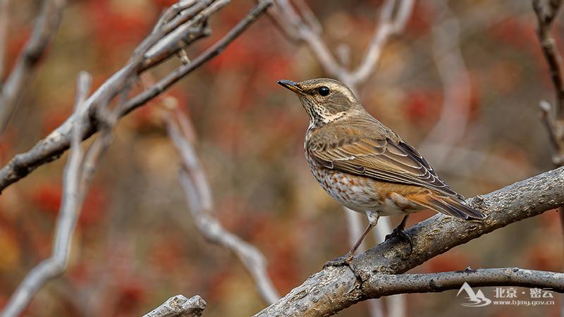红尾鸫-宋会强 (22).jpg