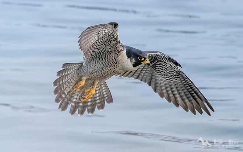 游隼-宋会强 (13).jpg