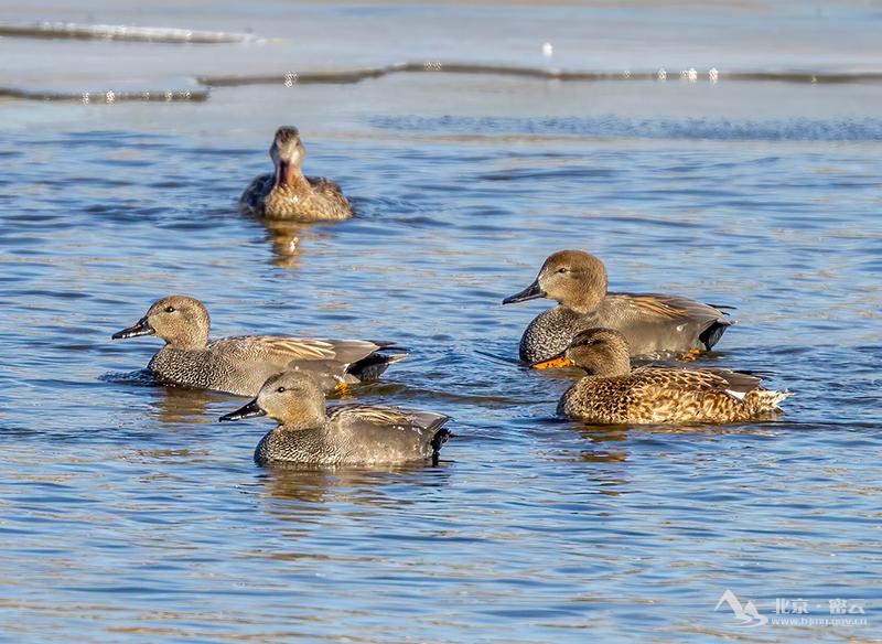 赤膀鸭(右下雌鸟)-宋会强 (3).jpg